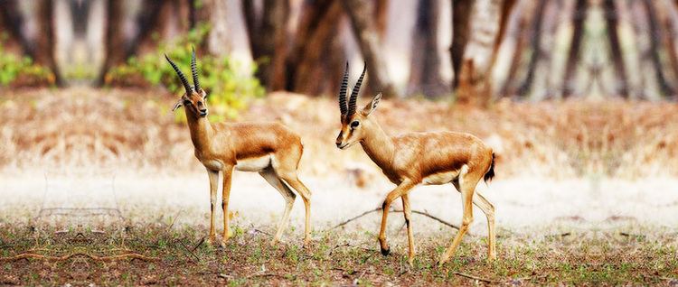 Kinnerasani Wildlife Sanctuary Wild Life Visit Telangana Official Tourism Information for