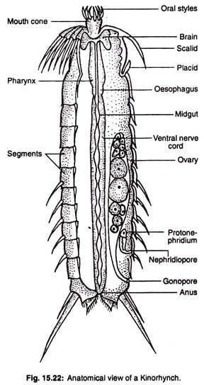 Kinorhyncha Phylum Kinorhyncha Habitat and Features