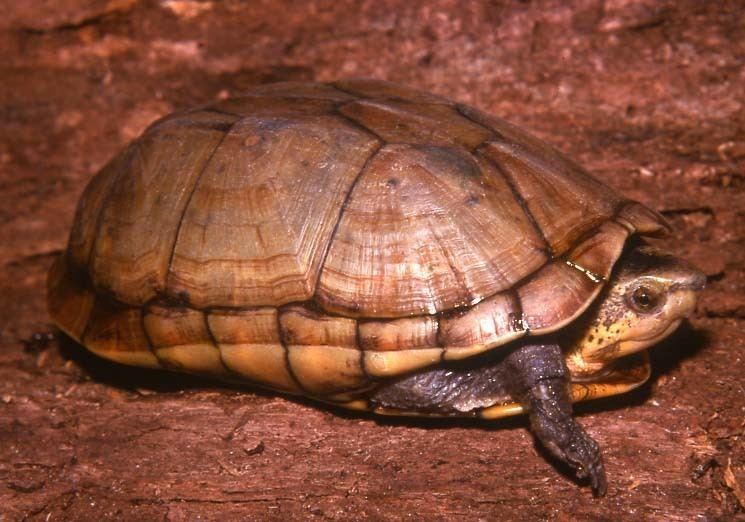 Kinosternon Tortoise and Freshwater Turtle Specialist Group