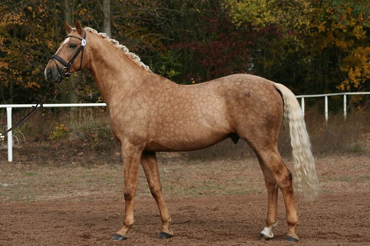 Kinsky horse 1000 images about Kinsky Horse on Pinterest Czech republic