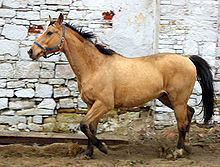Kinsky horse httpsuploadwikimediaorgwikipediacommonsthu