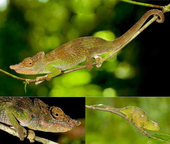 Kinyongia Kinyongia msuyae New Species of Chameleon Found in Tanzania