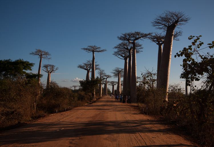 Kirindy Forest Madagascar Kirindy Forest Reserve and Alle des Baobabs amytravels