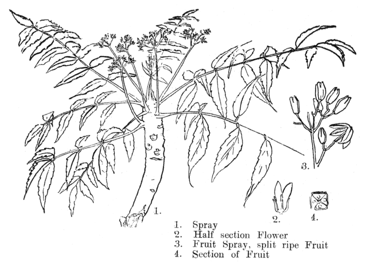 Kirkiaceae deltaintkeycomangioimageskirkia26gif
