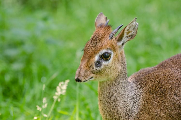 Kirk's dik-dik Kirk39s dikdik Male Kirk39s dikdik They are so cute look Flickr