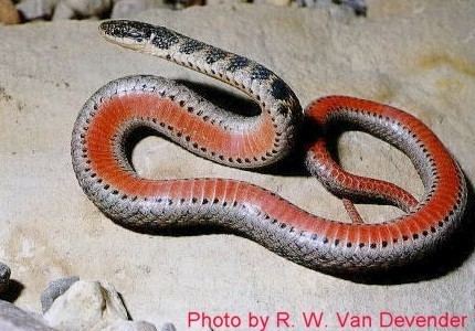 Kirtland's snake Michigan Society of Herpetologists