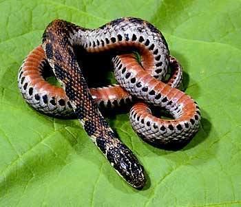 Kirtland's snake wwwherpediacomgalleryalbumsuserpicskirtlands