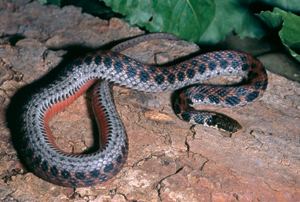 Kirtland's snake DNR Kirtland39s Snake Clonophis kirtlandii