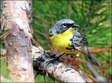 Kirtland's warbler USFWS Kirtland39s Warbler Dendroica kirtlandii