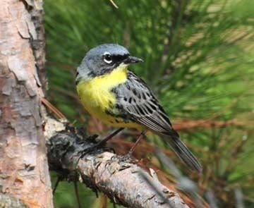 Kirtland's warbler US Fish and Wildlife Service Kirtland39s Warbler Fact Sheet