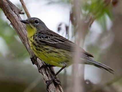 Kirtland's warbler Kirtland39s Warbler Identification All About Birds Cornell Lab of