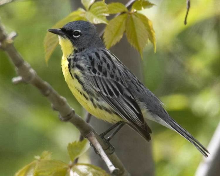 Kirtland's warbler Kirtland39s Warbler Audubon Field Guide