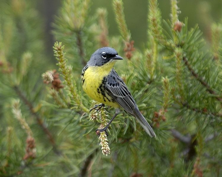 Kirtland's warbler QampA Kirtland39s warbler a conservation success Michigan Distilled