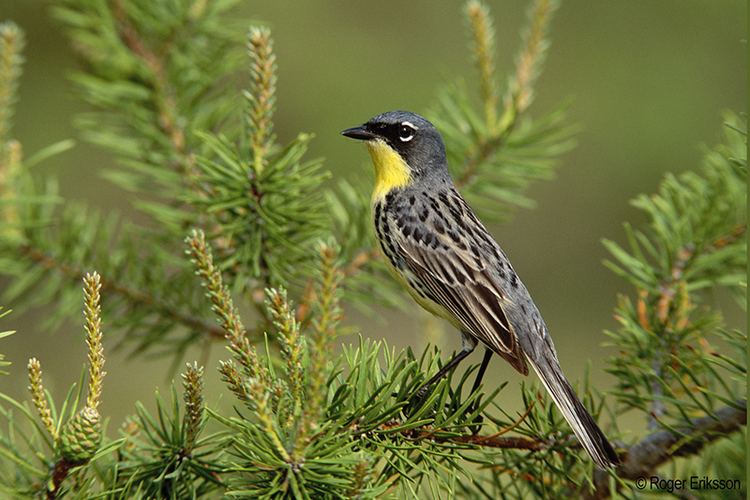 Kirtland's warbler Kirtland39s Warbler Tours Michigan Audubon