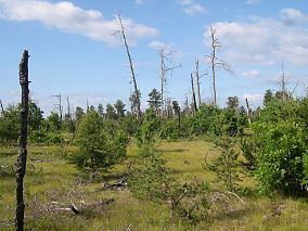 Kirtlands Warbler Wildlife Management Area httpsuploadwikimediaorgwikipediacommonsthu