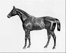 Kisber (horse) httpsuploadwikimediaorgwikipediacommonsthu