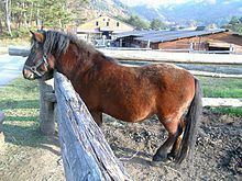 Kiso Horse httpsuploadwikimediaorgwikipediacommonsthu
