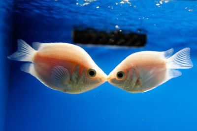 Kissing gourami Kissing Fish Pet Attack