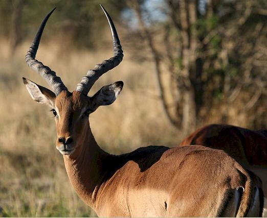 Kisumu Impala Sanctuary KisumuImpalaSanctuary1jpg