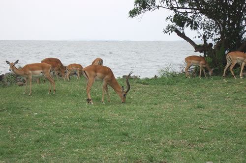 Kisumu Impala Sanctuary Kisumu Impala Sanctuary