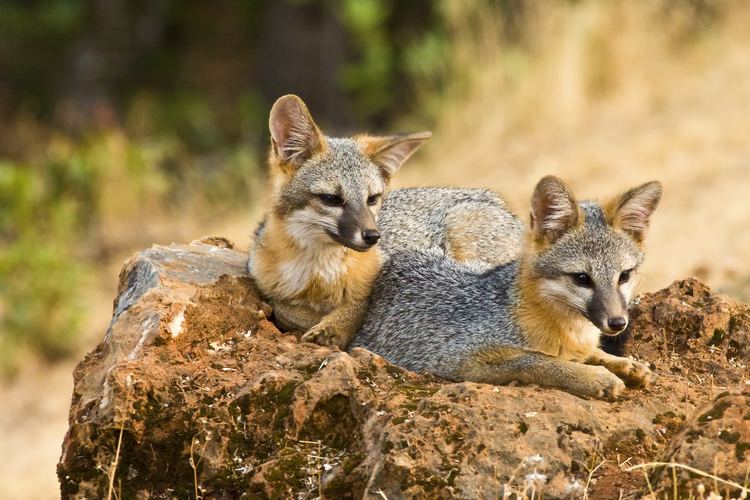 Kit fox Adopt a Kit Fox Wildlife Adoption and Gift Center