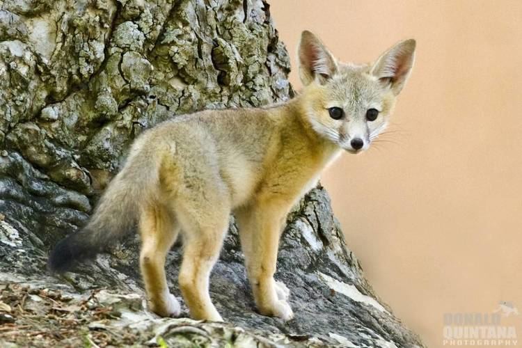 Kit fox One glimpse of these baby kit foxes and you39ll be hooked on their