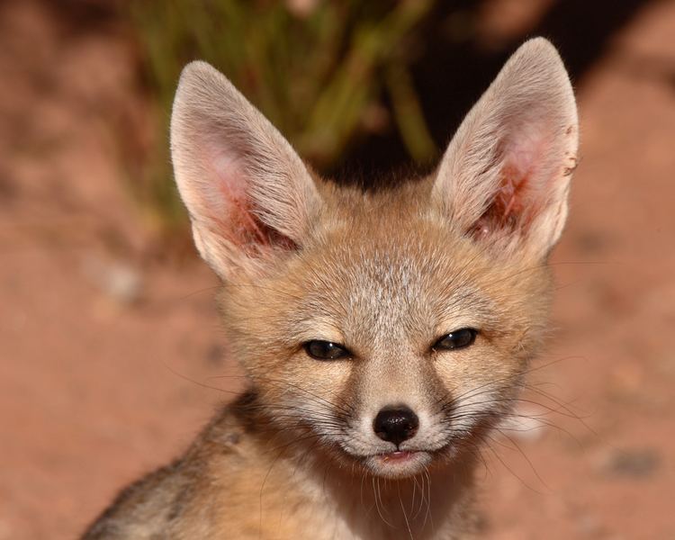 Kit fox San Joaquin Kit Fox Wildlife Heritage Foundation