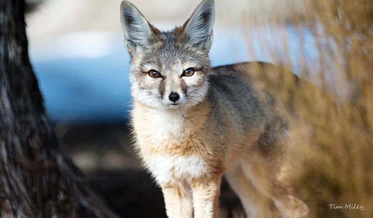 Kit fox Kit Fox Animal Ark