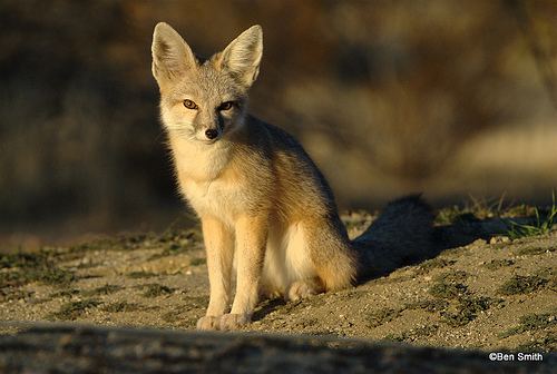 Kit fox The Desert Kit Fox Project Indiegogo