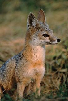 Kit fox httpsuploadwikimediaorgwikipediacommonsthu