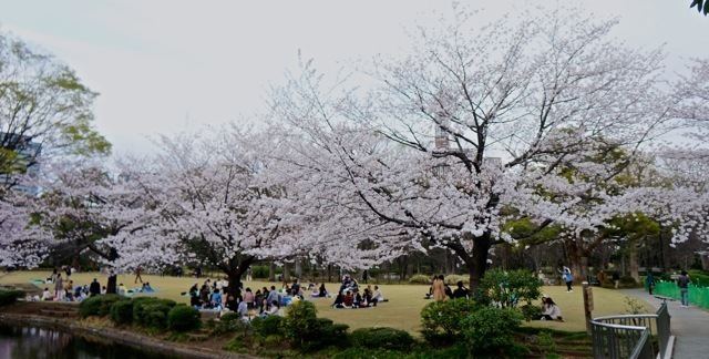 Kitanomaru Park Sakura 2014 Kitanomaru National Garden 20140331 Lakbayer