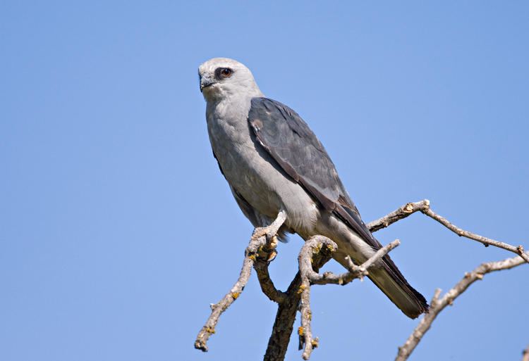 Kite (bird) Mississippi Kite Audubon Field Guide