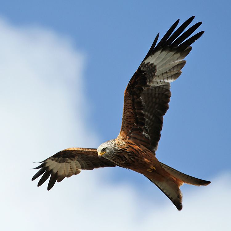 Kite (bird) Bird of prey Red Kite Identify this Wildlife The RSPB Community