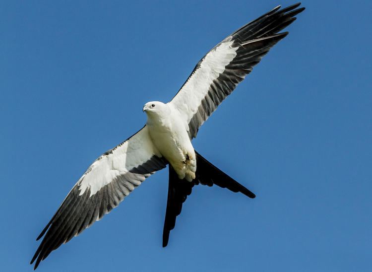 Kite (bird) Swallowtailed Kite Audubon Field Guide