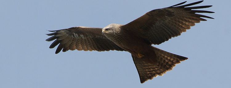 Kite (bird) Wingspan National Birds of Prey Centre Vagrant New Zealand Bird of