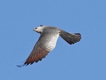 kite bird india