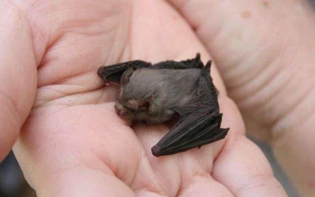 Kitti's hog-nosed bat Featured Creature Kitti39s Hognosed Bat The Ethogram