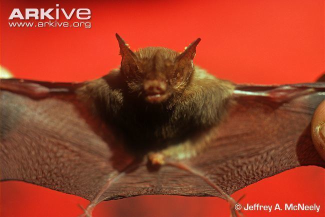 Kitti's hog-nosed bat Kitti39s hognosed bat videos photos and facts Craseonycteris