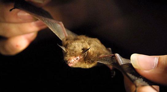Kitti's hog-nosed bat Kitti39s HogNosed Bat Is World39s Smallest Mammal