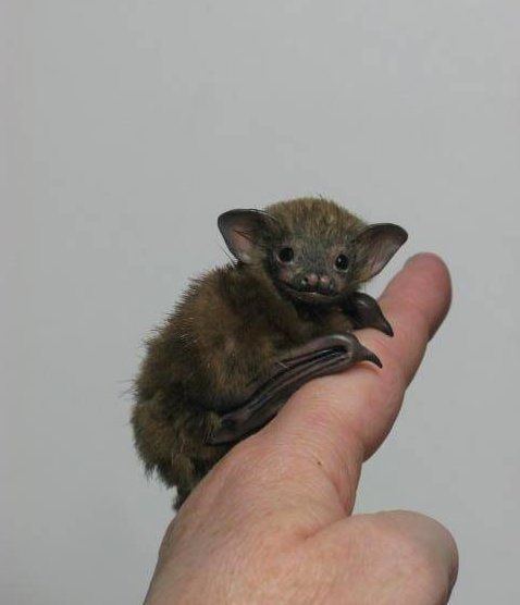 Kitti's hog-nosed bat The Bumblebee bat or Kitti39s Hog Nosed Bat as it is also known as