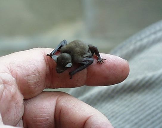 Kitti's hog-nosed bat Kitti39s HogNosed Bat Is World39s Smallest Mammal