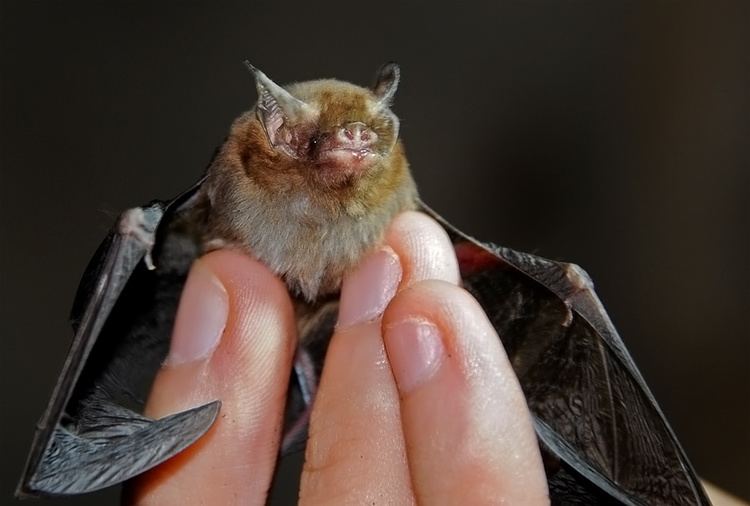 Kitti's hog-nosed bat Kitti39s hognosed bat The Wildlife Diaries