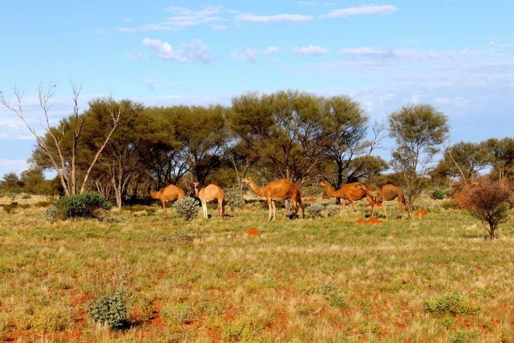 Kiwirrkurra Community, Western Australia Wild camels in Western Australia on the way from Kintore to