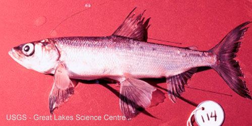 Kiyi Ontario Freshwater Fishes Life History Database Species Detail