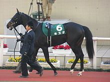 Kizuna (horse) httpsuploadwikimediaorgwikipediacommonsthu