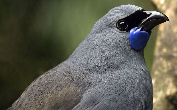 Kōkako Feathers ruffled as kkako crowned NZ Bird of the Year Radio New