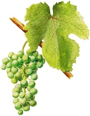 Kéknyelű BORIGO Kzppontban a bor Online bormagazin