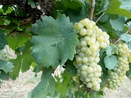 Kéknyelű Grape varieties Kknyel Budapest Wine Snob