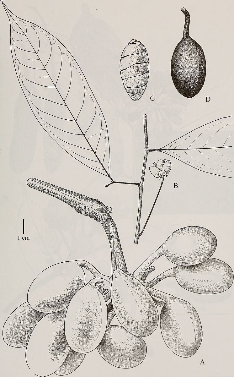 Klarobelia megalocarpa