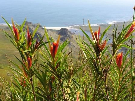 Klattia Threatened Species Programme SANBI Red List of South African Plants